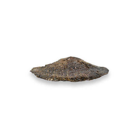 Ручка PULLCAST FUNGI EA1035